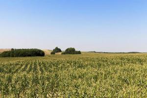 green field of corn photo