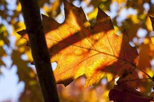 leaves of an oak photo