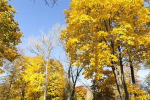 trees in the autumn season photo