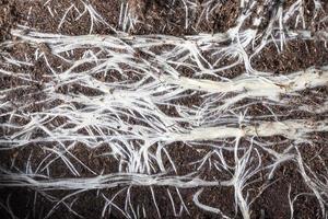 raíces blancas de las plantas foto