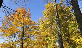 Maple tree autumn photo