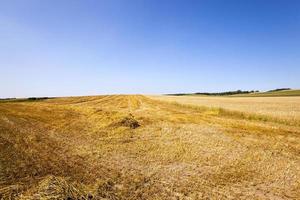 the field where cereals grow photo