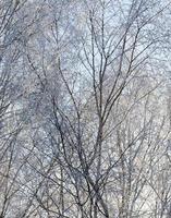 Rime on the branches of trees photo