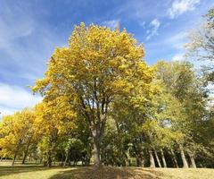 yellowed maple trees in the fall photo