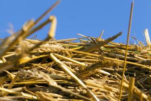 pile of yellow dry straw photo