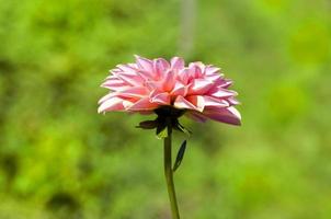 Single flower of dahlia photo