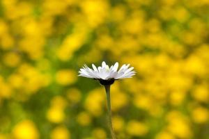 daisy flower, close up photo