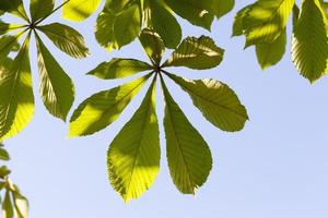 tree leaves, close up photo