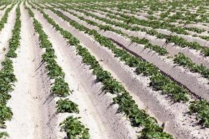 Agriculture, potato field photo