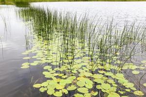 lake water lilies photo