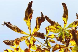 drying leaves of chestnut photo