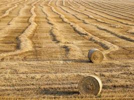 cereals stack, field photo