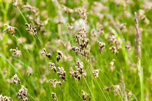 Green grass, close up photo