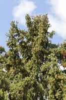 Fir tree, close up photo