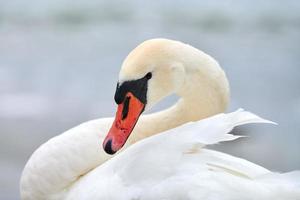 Portrait of large white mute swan next to sea, close up photo