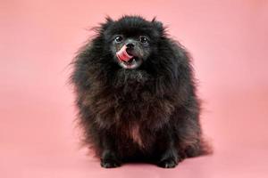 cachorro pomerania spitz negro foto