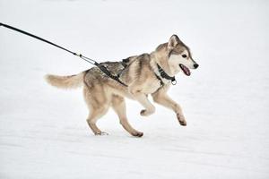 corriendo perro husky en carreras de perros de trineo foto