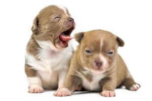 Yawning Chihuahua puppies. photo