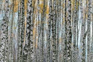 Dense birch forest photo