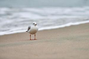 Black-headed seagull at beach, loneliness concept photo