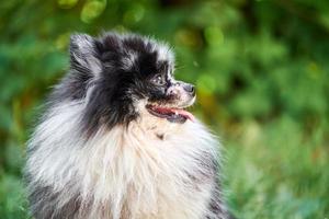 Retrato de primer plano de perro spitz pomeraniano, fondo de jardín verde foto