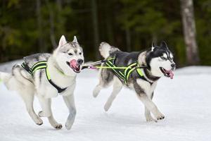 corriendo perro husky en carreras de perros de trineo foto