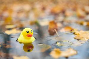 juguete de pato de otoño en charco con hojas foto