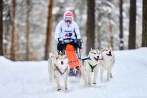 carreras de perros de trineo husky siberiano foto