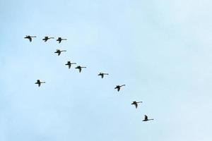 Flock of birds, swans flying in blue sky in V-formation photo