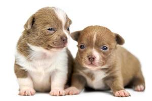 dos cachorros chihuahua sobre fondo blanco aislado foto