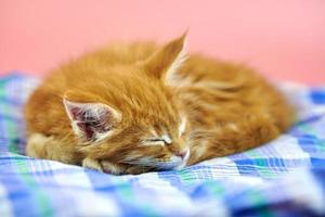 gatito rojo maine coon durmiendo foto