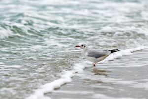 gaviota de cabeza negra en el fondo de la playa, el mar y la arena foto