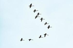 Flock of birds, swans flying in blue sky in V-formation photo