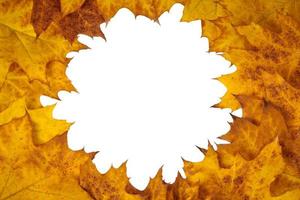 Yellow orange oak leaves circle with copy space in center for design isolated on white background photo