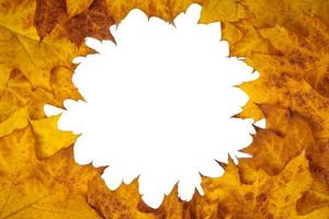 Yellow orange oak leaves circle with copy space in center for design isolated on white background photo