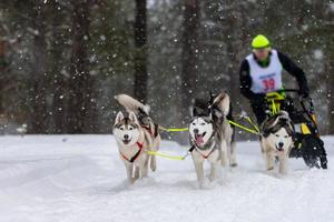 Sled dog racing. Husky sled dogs team pull a sled with dog musher. Winter competition.