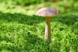 Birch mushroom. Edible fungus growing in moss. White ghost bog bolete. Copy space photo