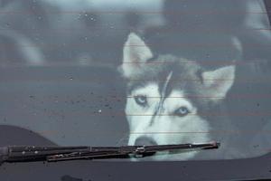 Sad Husky dog in car, cute pet. Dog waiting for walking before sled dog training and race. photo