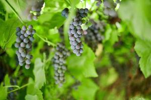 Bunch of grapes on vineyard. Table red grape with green vine leaves at sunny september day. Autumn harvest of grapes for making wine, jam and juice. photo