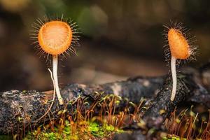 Mushrooms orange fungi cup. photo