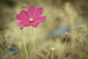 Vintage Cosmos flowers. photo