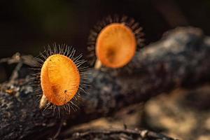 Mushrooms orange fungi cup. photo