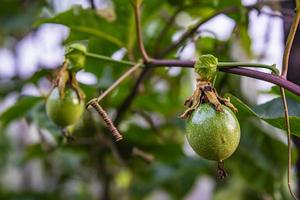 Young passion fruit. photo