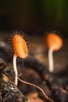 Mushrooms orange fungi cup. photo