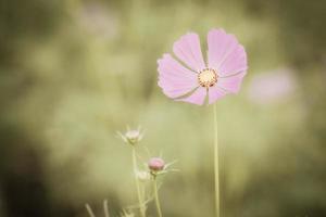 Vintage Cosmos flowers. photo