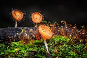 champiñones naranja taza de hongos. foto