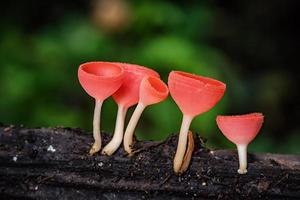 Mushrooms fungi cup. photo