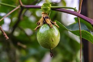 Young passion fruit. photo