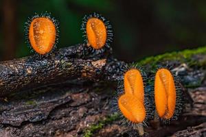 Mushrooms orange fungi cup. photo