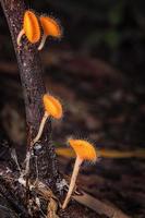 Mushrooms orange fungi cup. photo